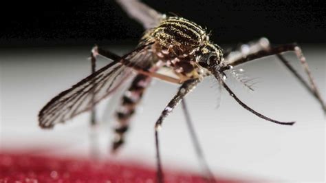 144000 Genetically Modified Mosquitoes To Be Released In Florida Nbc