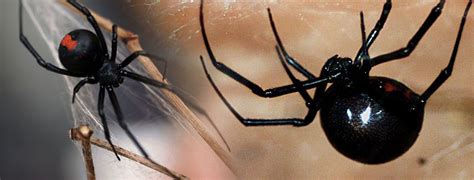 It's time to enjoy your pest free home. Company Info