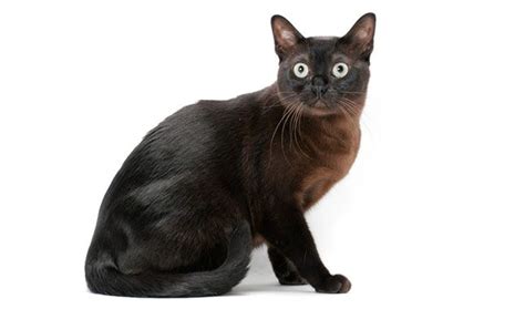 In late 1800s they were known in england as chocolate siamese, but is the burmese cat the right cat breed for you? Burmese Cat | Burmese cat, Cat breeds, Burmese kittens