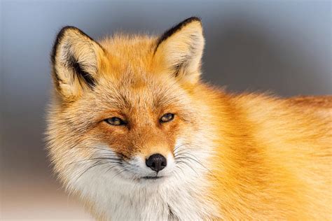The Red Fox Vulpes Vulpes Photograph By Petr Simon