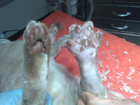 If your cat has an infected paw, then a visit to the veterinarian is in order. Cellulitis and abscess in cats paw | Veterinary life ...