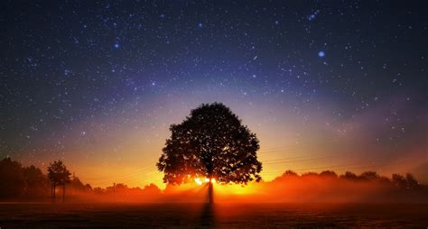 Tree Stars Sky Sunset Free Stock Photo Public Domain Pictures