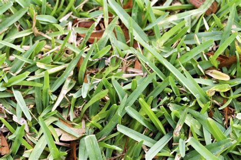 Pictures of overwatered st augustine grass. Symptoms of Disease in St. Augustine Grass | eHow