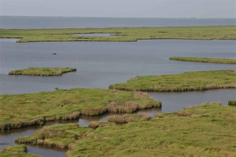 Free Picture Aerial Marsh Wetland