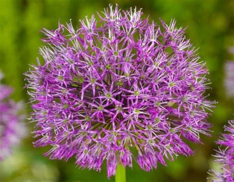 5 Bonnes Raisons De Planter Des Alliums Au Jardin Promesses De Fleurs