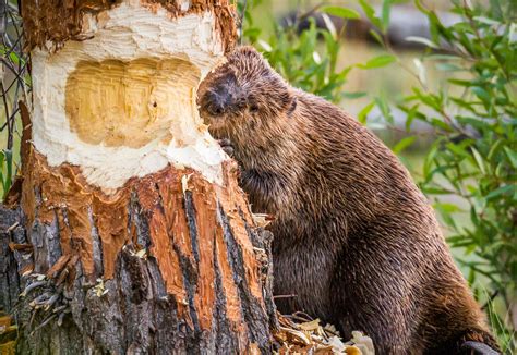 8 Fascinating Things To Know About Beavers