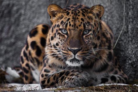 Amur Leopard Facts Habitat Population Diet Pictures