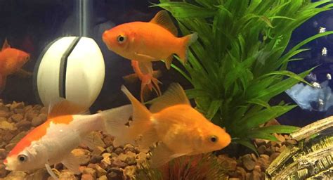 What Do You Feed Goldfish Fish Vet