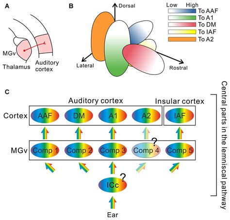 Frontiers Reconsidering Tonotopic Maps In The Auditory Cortex And