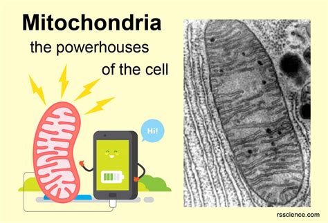 Mitochondria The Powerhouses Of The Cell Definition Structure