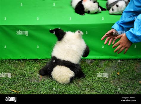 A Giant Panda Cub Born In 2016 Falls Off The Stage While It And 22