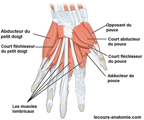 Muscle De La Main Anatomie Anatomicum