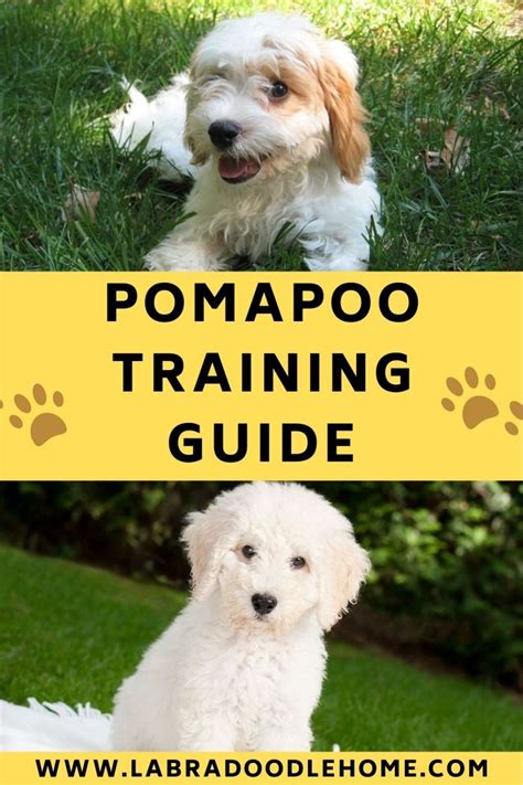 Pomapoo Training Complete Guide To Training A Pomapoo