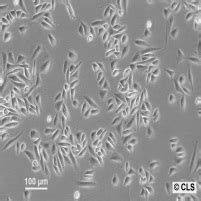 Chinese Hamster Ovary Cell Line CHO K1 BHC11100061