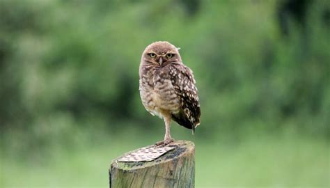 Do Owls Have Long Legs Why Are They So Long I OwlsFact