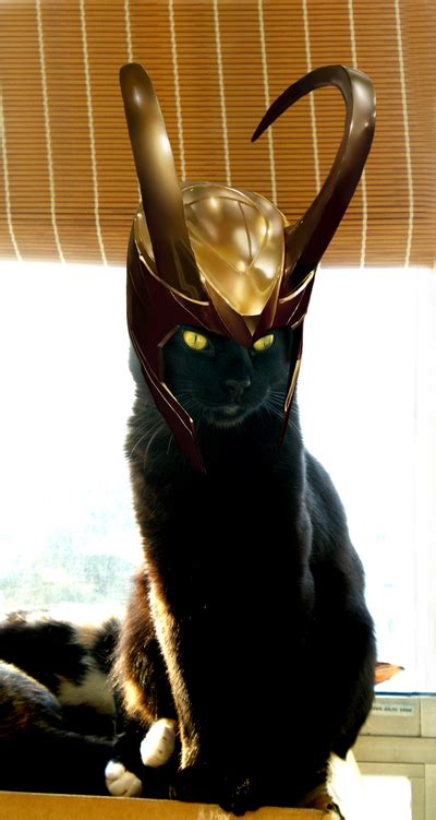 Loki Cat By Lenakurohana On Deviantart