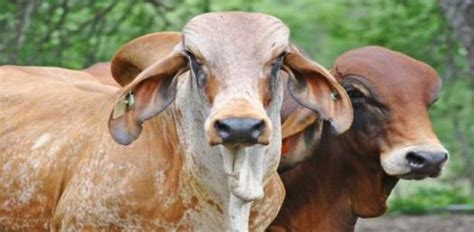 The brahman breed (also known as brahma) originated from bos indicus cattle from india, the sacred cattle of india. A Quiz On Brahman Cattle - ProProfs Quiz