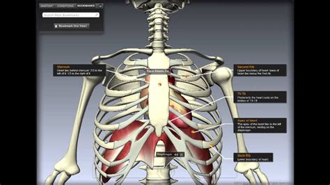 A rib cage injury can also lead to other serious problems such as pleurisy, collapsed lung. Heart punching? | Page 2 | Sherdog Forums | UFC, MMA ...
