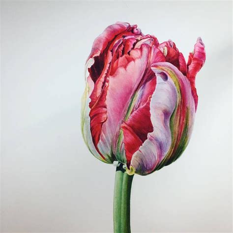 Aaand Thatll Do It I Think Tulip ‘eternal Flame Tulips Art