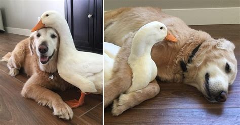 This Odd Dog And Duck Couple Are Inseparable And The Best Of Friends