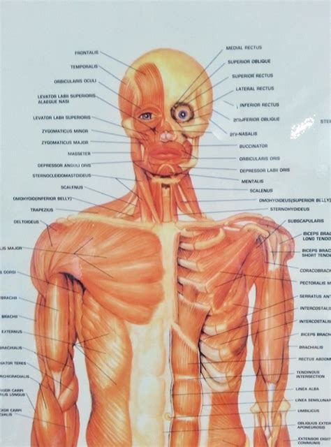 Human Upper Body Diagram