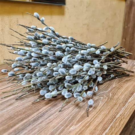 80 Pussy Willow Branches Vase Filler Natural Catkins Natural Etsy
