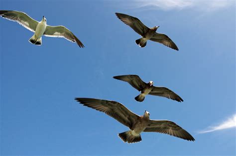 Free Images Sea Nature Wing Sky Air Seabird Flying Fly