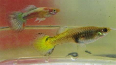 1 how to breed guppies. Guppy Cross Breeding Color Experiment (Wish Us Luck ...