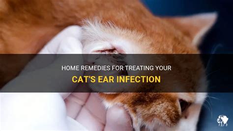 Home Remedies For Treating Your Cats Ear Infection Petshun