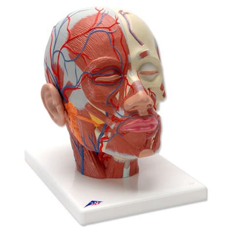 Our tips from experts and exam survivors will help you through. Head Musculature Model with Blood Vessels VB128 | Face Anatomy