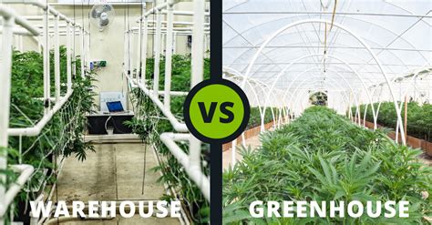 Growing Cannabis Warehouse Vs Greenhouse Anden