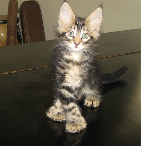 maine coon pictures pics images    inspiration