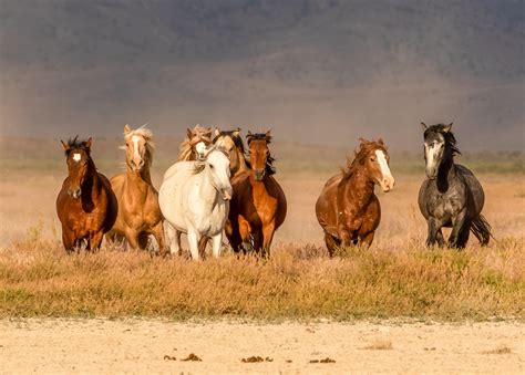 American Wild Horse Coalition Calls On Bidens Interior Dept To Freeze