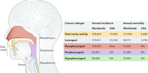 Hpv Subtypes Head And Neck Cancer Zodia Cancerului Rac