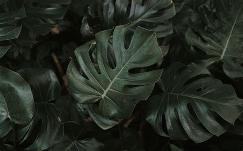 Download Wallpaper 3840x2400 Monstera Plant Leaves Dark Green 4k