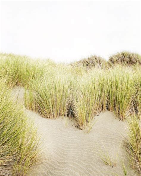 Grass Growing Out Of The Sand Dunes On A Beach With A White Sky In The