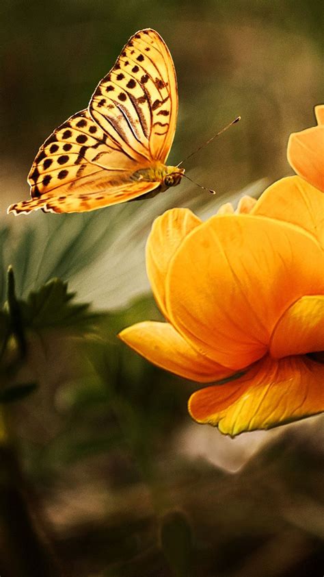 Kupu kupu alam bunga serangga tanaman taman musim panas bunga bunga musim semi mekar. Wallpaper HD Keren Untuk Whatsapp