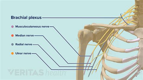 Blood And Nerve Supply Of The Shoulder Sports Health