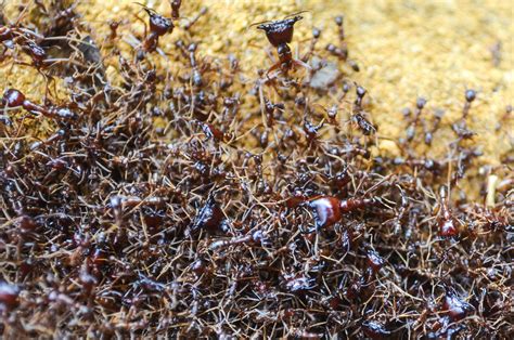 Across Columns Of Driver Ants Freewheely Cycling Africa