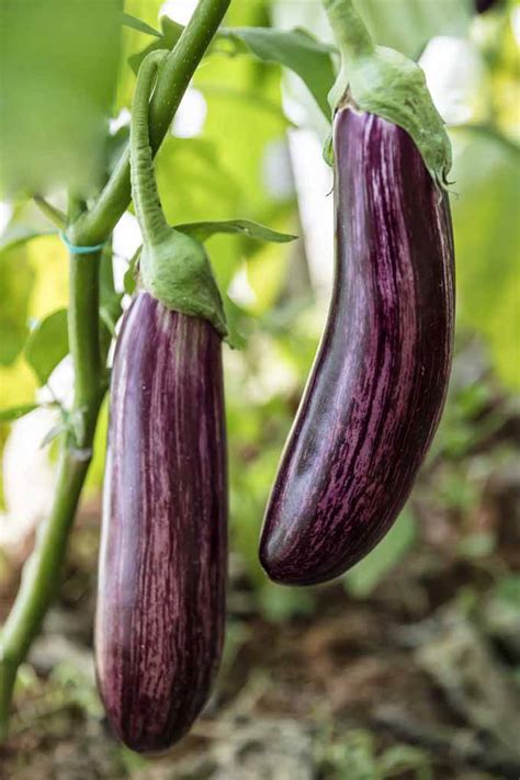 How to care for eggplant in garden. Growing Eggplant In A Garden - Budapestsightseeing.org