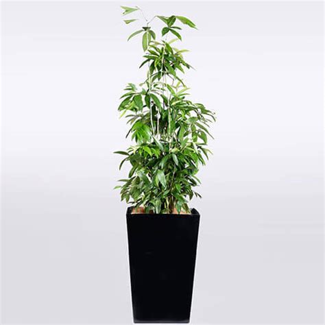 Japanese Bamboo Exotic Buy And Rent Plants Rent A Pot Malaysia