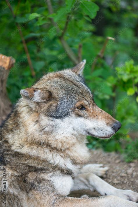 European Gray Wolf Resting Under The Shade Of Trees Eurasian Wolf