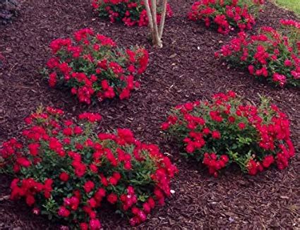 Landscape shrub roses provide a wide range of growth habits that will fit into formal or informal gardens. Red Drift Rose - thomsonslandscaping.com