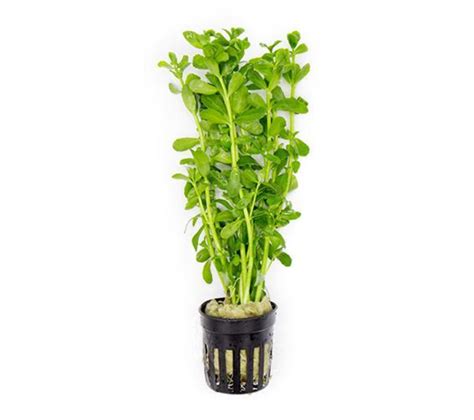 Check out our plant pots for sale selection for the very best in unique or custom, handmade pieces from our shops. Bacopa Monnieri for Sale | Aqua Plants Manila, Philippines