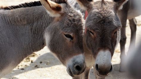 Why Is China Buying Up The Global Supply Of Donkeys Cnn