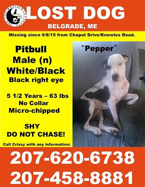 Upon adopting her i was specifically warned by the foster home not to let her near any windows in october or on any friday the 13th. Maine Lost Dog Recovery June 12 · 6/12/15 PEPPER IS ...