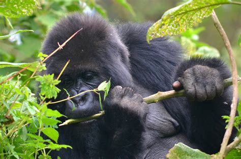 Are Gorillas Dangerous Gorilla Trekking In Africa Gorilla Trekking