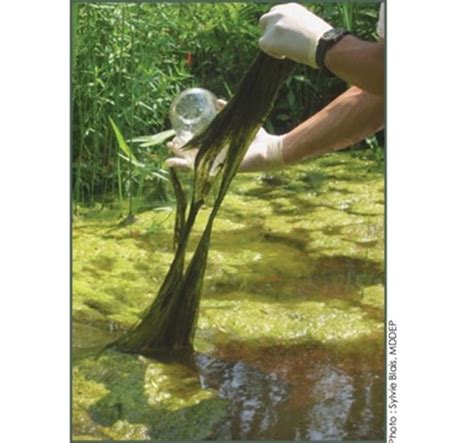 Filamentous Green Algae Memphémagog Conservation
