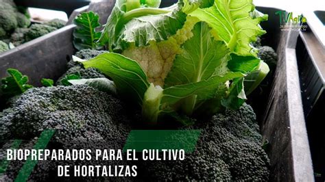 Biopreparados Para El Cultivo De Hortalizas Tvagro Por Juan Gonzalo Angel Restrepo Youtube