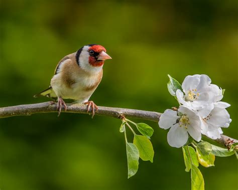 Free Images Nature Branch Blossom Flower Wildlife Beak Flora